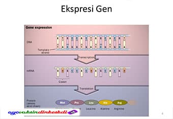 Ekspresi Gen 