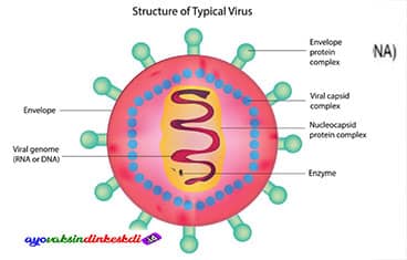 Struktur Virus dan Fungsinya