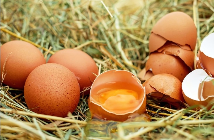 cara memilih telur