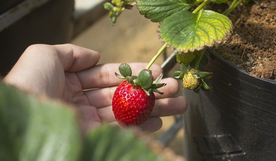 Strawberry Generation Adalah Apa?