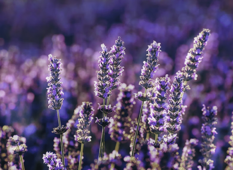 Cara Mengusir Nyamuk Dengan Bunga Lavender
