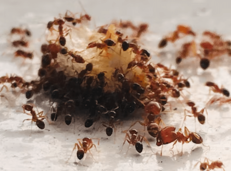 Cara Mengusir Semut HHitam Dengan Menyiram Air Panas